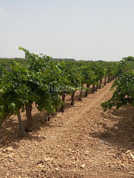 Foto d24d4c5f-daa8-4d33-87ac-c856125b294b. Finca rústica a Socuéllamos