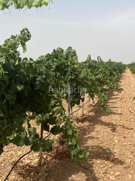 Foto d3985f7a-1843-44cc-bc41-88467171aaf1. Finca rústica a Socuéllamos