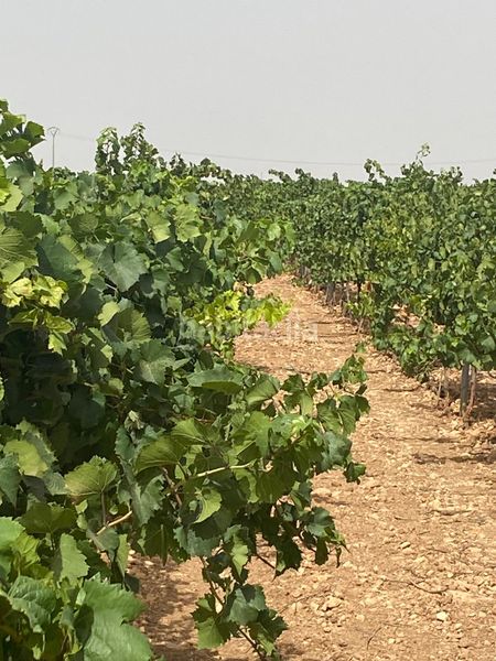 Foto d4b7ca53-9825-43ff-be9e-0af8da2c3920. Finca rústica a Socuéllamos