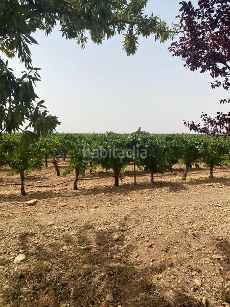 Foto f05b2021-0cd7-4a8d-952b-26f350f75369. Finca rústica a Socuéllamos