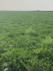 Finca r�stica  Plaza espa�a. ?? excelente finca de regad�o en una sola linde