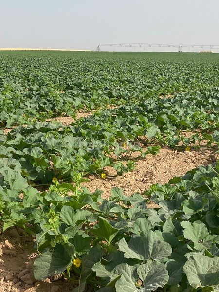 Foto d19e92a4-1c45-4b88-bdde-1570d0851c67. Finca rústica a Tomelloso