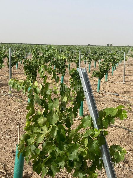 Foto 154994a3-56a3-4590-ad16-d5a82d6480c8. Finca rústica a Tomelloso