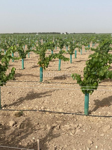 Foto 4a54c198-e3bf-4e89-b777-2ff30719a6e5. Finca rústica a Tomelloso