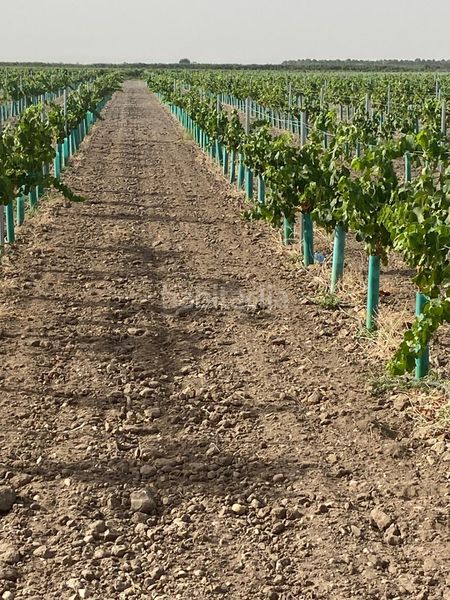Foto 6996c208-fa0f-4fe2-af2c-b7c778d3b2ee. Finca rústica a Tomelloso