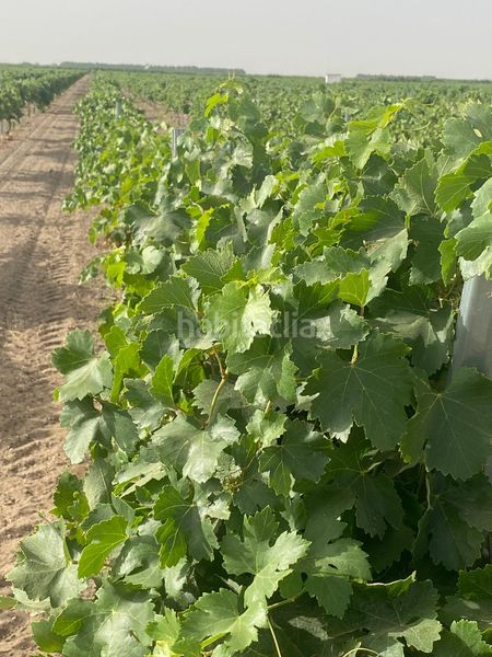 Foto 7231cff0-e6bd-4c44-b1a8-8285b3a2a1f9. Finca rústica a Tomelloso