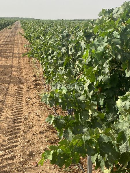 Foto 7e854067-4e68-4115-aede-17b418f141b3. Finca rústica a Tomelloso