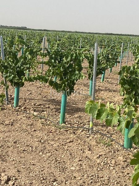 Foto 850210de-db2a-498a-b987-466548dae8ed. Finca rústica a Tomelloso