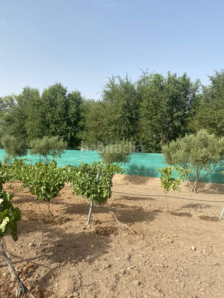 Foto 8c29b0ab-fdea-4a05-94f1-08932e2dcbda. Finca rústica a Tomelloso
