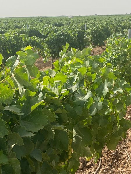 Foto a0bfea97-383e-4306-a098-3e7114eec48e. Finca rústica a Tomelloso