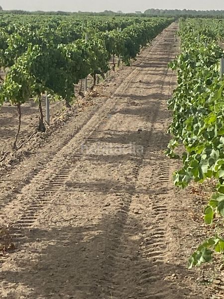 Foto d89243a6-e478-4afd-b0c5-94b19ace85c3. Finca rústica a Tomelloso