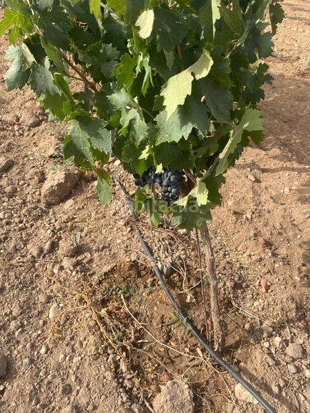 Foto dc74e3ce-5ce0-4844-9193-a17770c3fedc. Finca rústica a Tomelloso