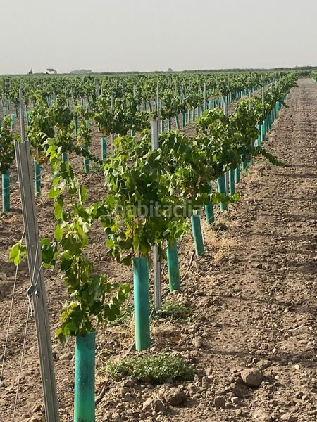 Foto e4041b9b-3e9e-4ad5-a113-865833971805. Finca rústica a Tomelloso