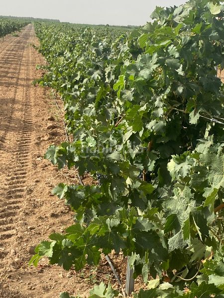 Foto e6bcd3f7-91ba-4405-94cb-637934b0e1df. Finca rústica a Tomelloso