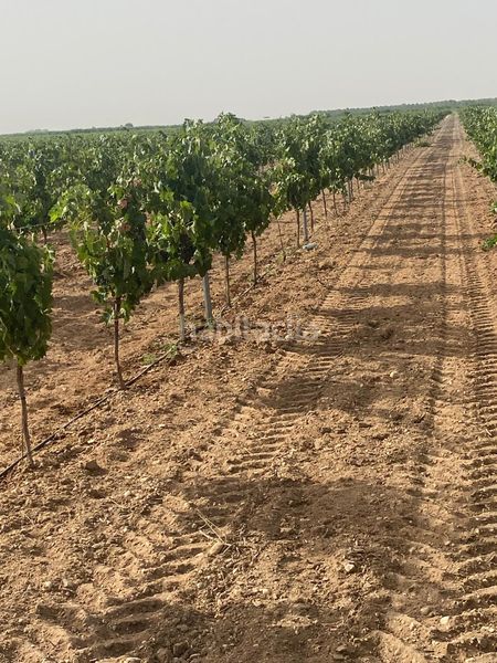 Foto f86771dd-1ab5-4195-9854-7ab42e2f784c. Finca rústica a Tomelloso