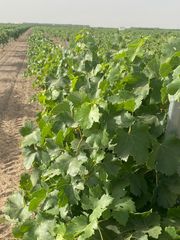 Rural plot  Calle garc�a pav�n. ?? excelente finca agr�cola con vi�edo en producci�n � totalment