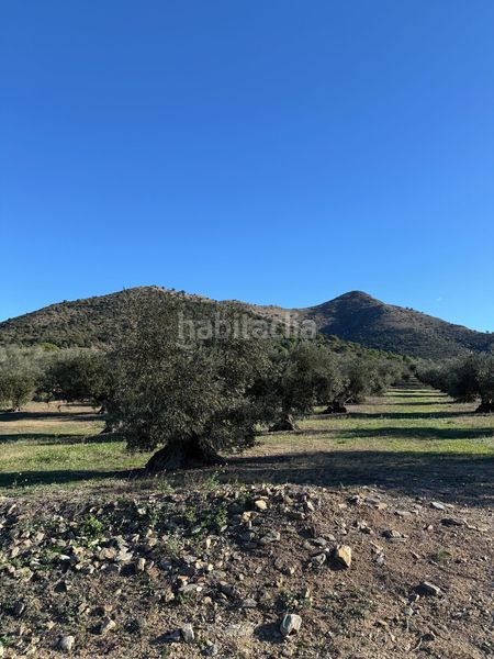 Foto 37d658cc-7bdb-49e6-a092-4c83b8b3d99c. Finca rústica a Els Grecs-Mas Oliva Roses