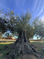 Finca rústica en Els Grecs-Mas Oliva. Parcela rústica de 7.423 m cerca del centro de roses