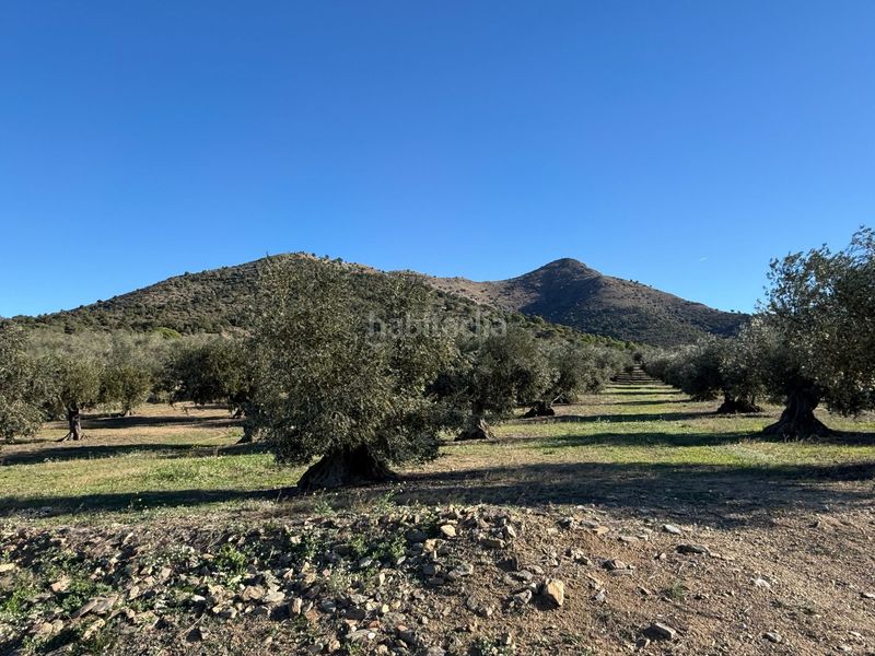Foto 42359ba0-1d79-4aa0-a2a5-778527cd95a1. Finca rústica a Els Grecs-Mas Oliva Roses