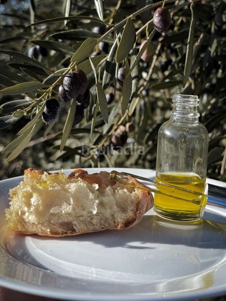 Foto f86b57eb-bb17-47fc-9188-1a37db09bbe7. Finca rústica a Els Grecs-Mas Oliva Roses