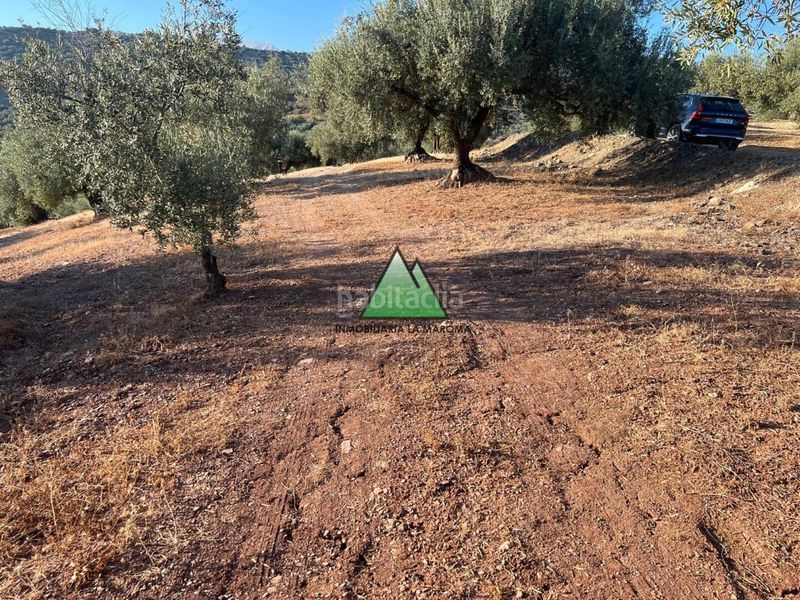 Foto 67d30387-3875-4bf8-8f70-b124515f415a. Finca rústica a Periana