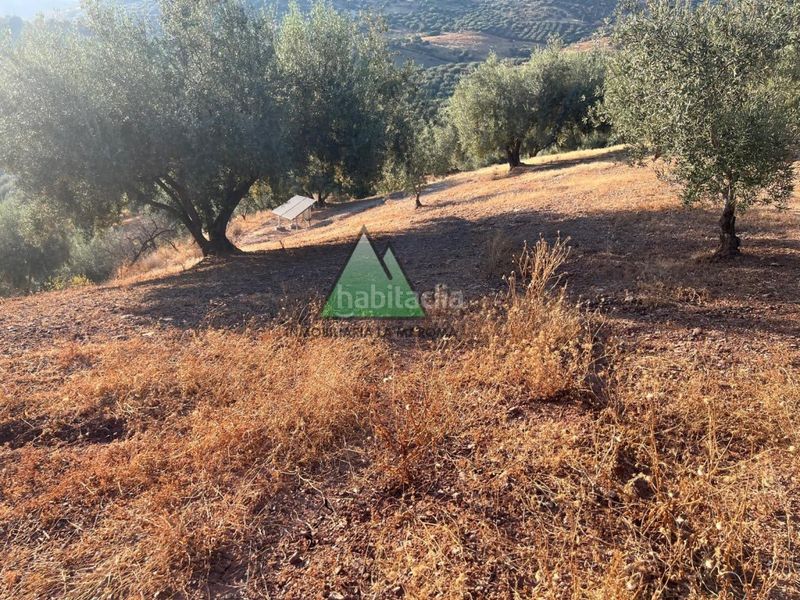 Foto c7ee5c3e-9984-40f9-ad66-9f9f50b72064. Finca rústica a Periana