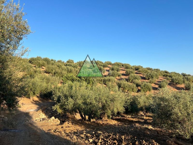 Foto ffd5b88c-0a36-4899-bff1-ad38562c26ea. Finca rústica a Periana