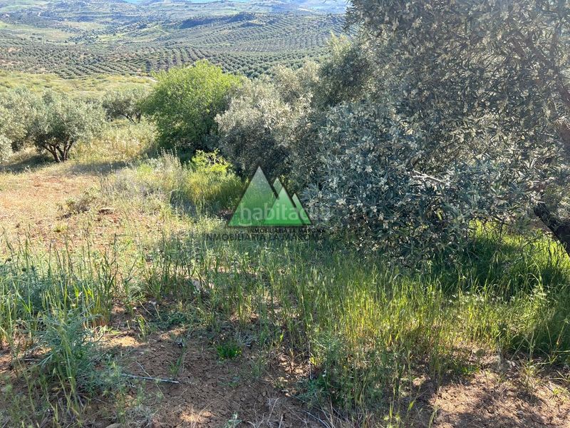 Foto 860d1162-55d6-4b3e-b49f-61eb90d98176. Finca rústica a Alcaucín