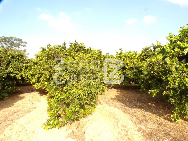 Foto 11e5213d-ae65-4b29-b9e9-42c1dae5eda3. Masia a Carcaixent