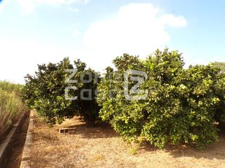 Masia  Partida marjaletes. Terreno agrícola con naranjos navelina en carcaixent