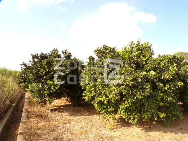 Foto cbdf92ea-843a-465a-9ffc-76f6987387e4. Masia a Carcaixent