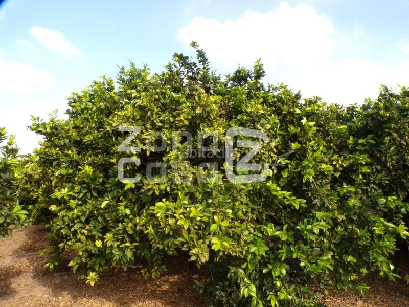 Foto d97654ad-0813-48a7-ac5d-eef57de3f0f2. Masia a Carcaixent