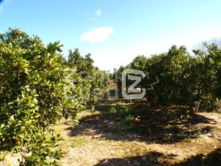 Mas  Partida torreta la. Magnífica finca de naranjos en plena producción.