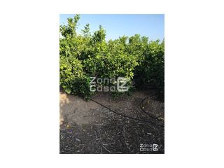 Masia a Algemesí. Finca rustica  venta algemesí