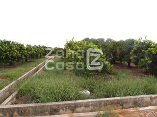 Mas  Partida passicos. En venta! magnífica finca agrícola en carcaixent