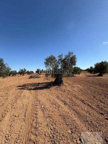 Foto 028ba158-6bab-436f-a9df-94367ef27dc6. Terreny residencial a Almendralejo