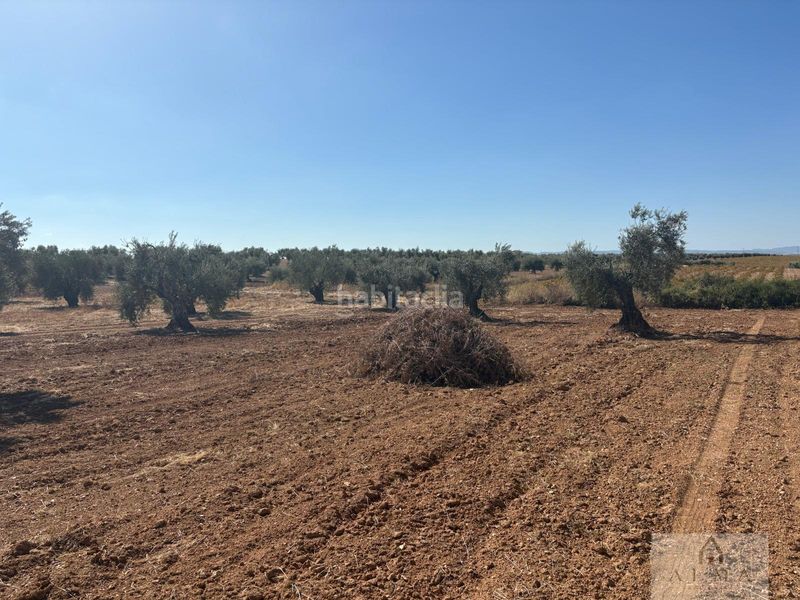 Foto 31b52432-2526-49a7-ad60-2a2ae6201716. Terreny residencial a Almendralejo
