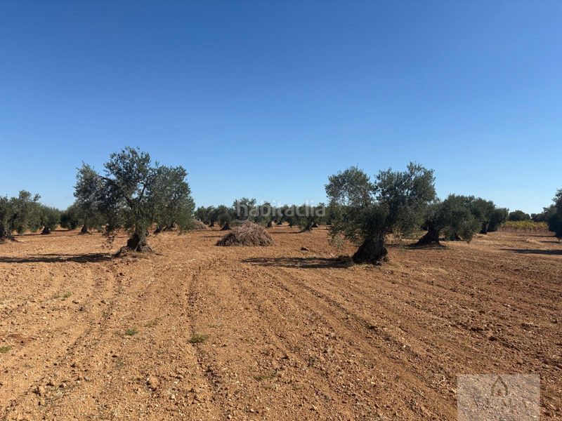 Foto ae86a4dd-d1fa-454e-99f7-56e9503e8067. Terreny residencial a Almendralejo