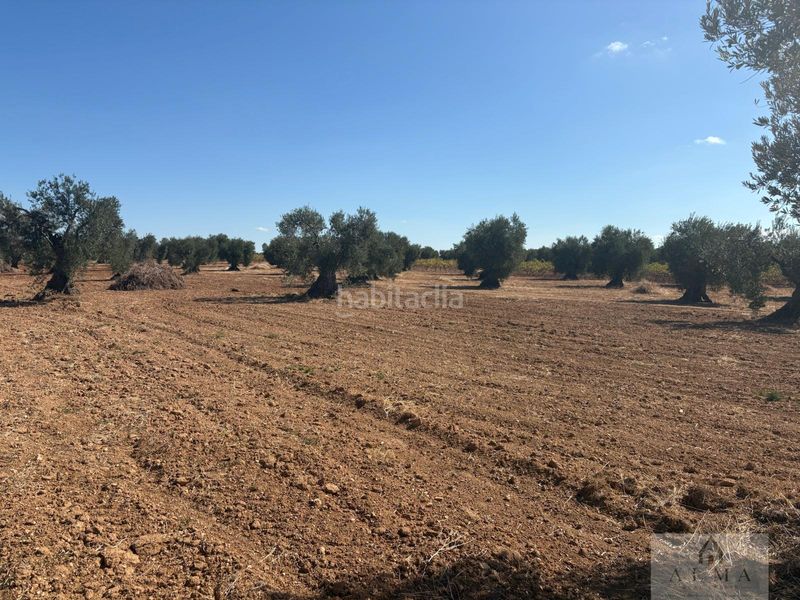 Foto e56350ec-50e1-4362-a6ac-bc36ade830e9. Terreny residencial a Almendralejo