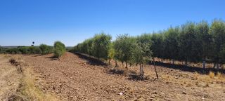 Landgut in Calle Marchena