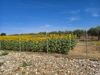 Rural plot in Calle Écija 3