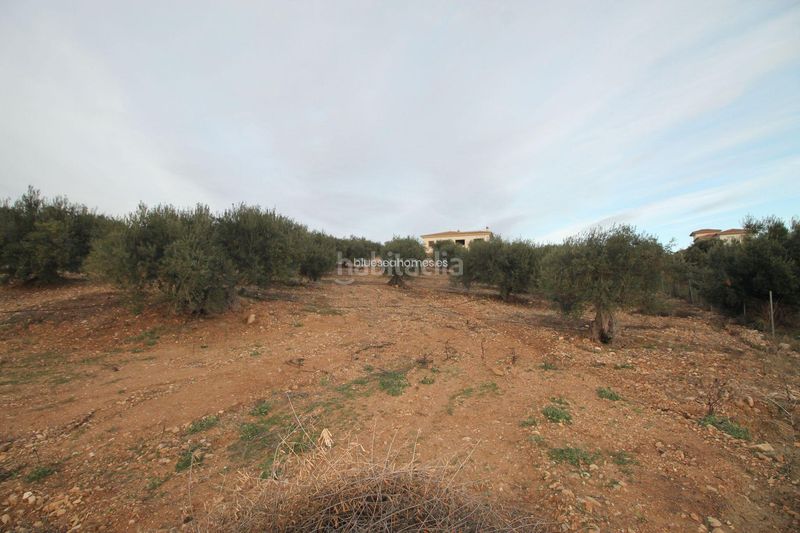 Foto 4641527e-73f1-4b03-8b86-2664b513e1ef. Terreny residencial a Álora