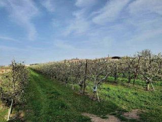 Fondo rustico in Fenojal 0