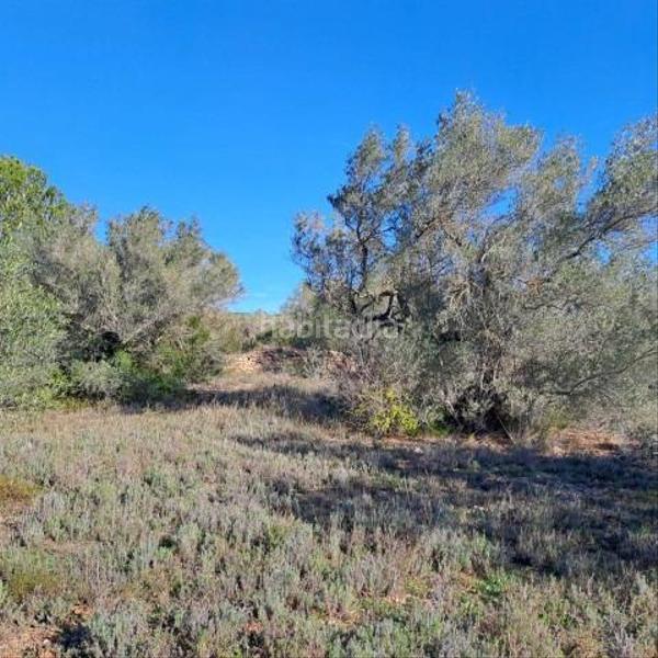 Foto 516460c2-9601-4396-8dca-839ce2c91e46. Bauernhof in Urbanitzacions Tortosa