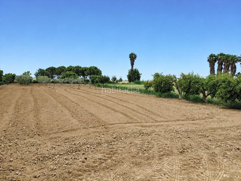 Foto 474c3948-66bc-4173-8f0d-c2dafe8a7634. Masia a Eucaliptus - Poble Nou del Delta Amposta