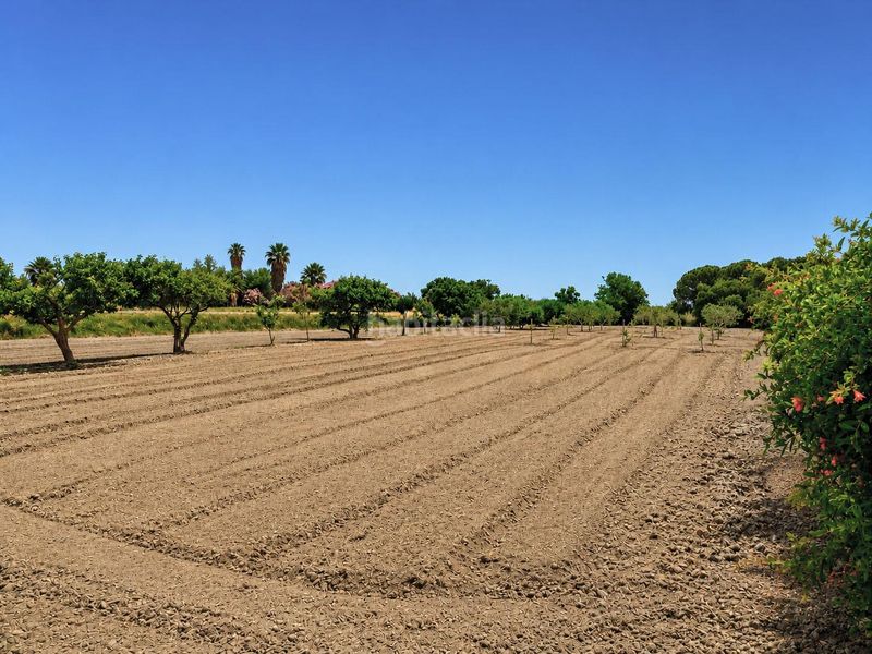 Foto 57d419a9-8ef7-4086-949e-0ffd2b22b14c. Masia a Eucaliptus - Poble Nou del Delta Amposta