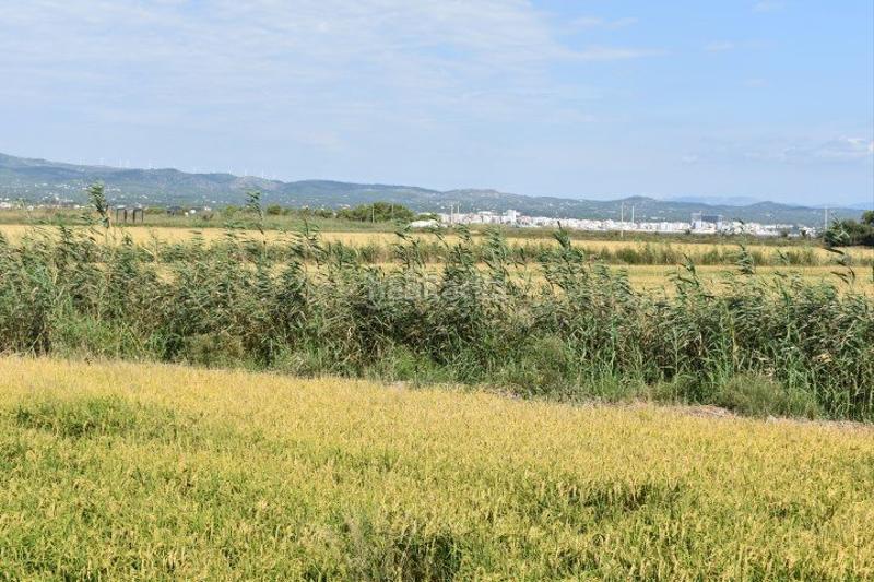 Foto 72698328-51f2-44c8-8307-d9f90ee4fc4e. Country house in Ampolla (L´)