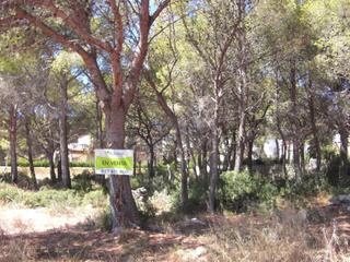 Residential Plot in Pino Alto. Solar en venta en miamiplatja