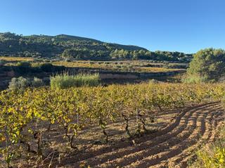 Terreny residencial a Albinyana. Finca rustica en albinyana
