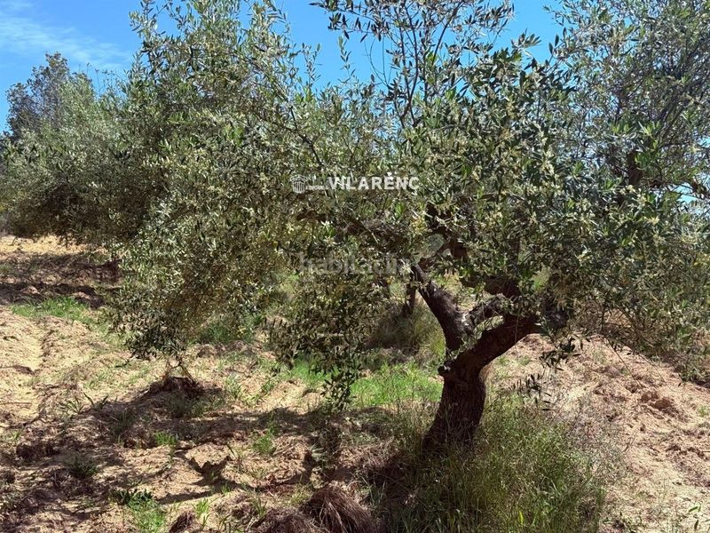 Foto 62f65643-66bd-4452-b1c8-d89c30928a3e. Finca rústica a Vespella de Gaià